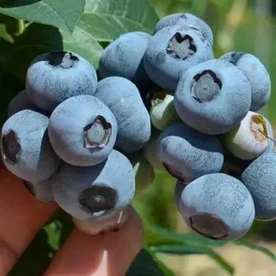 Голубика СИЕРРА в Слониме