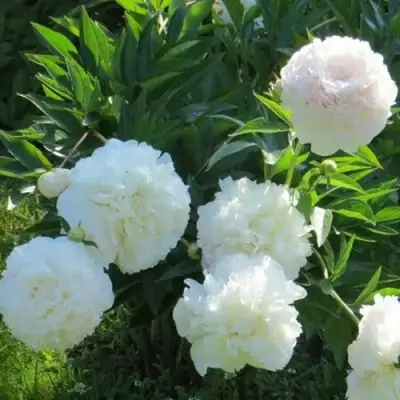 Пион МУН ОВЕР БАРРИНГТОН травянистый в Слониме