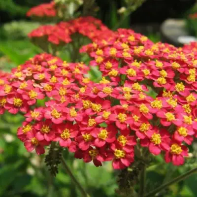 Тысячелистник ПАПРИКА обыкновенный в Слониме