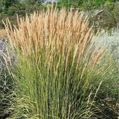 Вейник АВАЛАНШ остроцветковый в Слониме