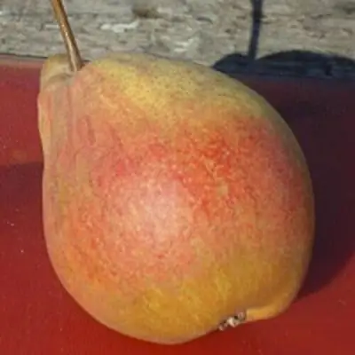 Груша ТАТЬЯНА в Слониме