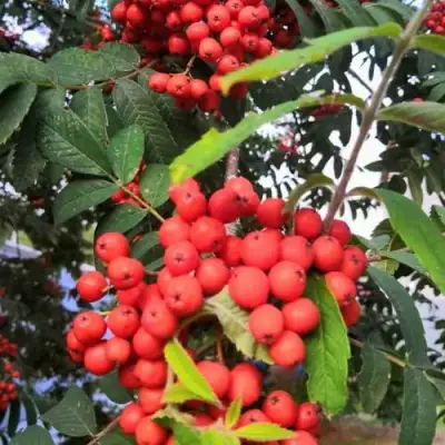 Рябина НЕВЕЖИНСКАЯ сладкоплодная в Слониме