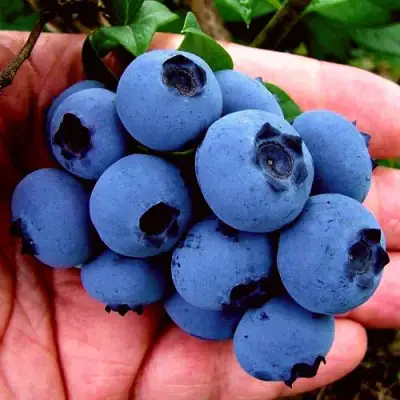 Голубика РЕКА в Слониме