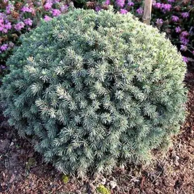 Ель ЭХИНИФОРМИС сизая в Слониме