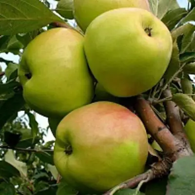 Яблоня БРАТ ЧУДНОГО стелющаяся в Слониме