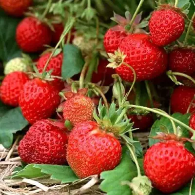 Клубника САН АНДРЕАС ремонтантная в Слониме