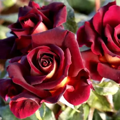 Роза ЭДДИ МИТЧЕЛЛ чайно-гибридная в Слониме