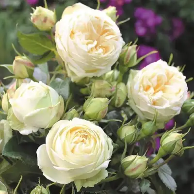 Роза ВЕНДИНГ ПИАНО чайно-гибридная в Слониме