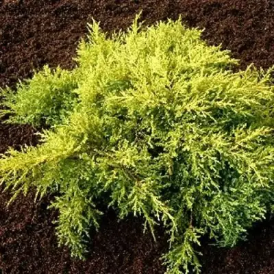 Можжевельник МОРДИГАН ГОЛД средний в Слониме