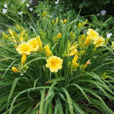 Лилейник СТЕЛЛА ДЕ ОРО гибридный в Слониме