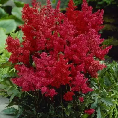 Астильба ГРАНАТ Арендса в Слониме