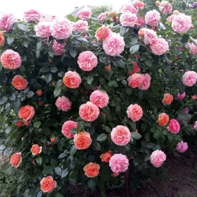 Роза ЧИППЕНДЕЙЛ чайно-гибридная в Слониме