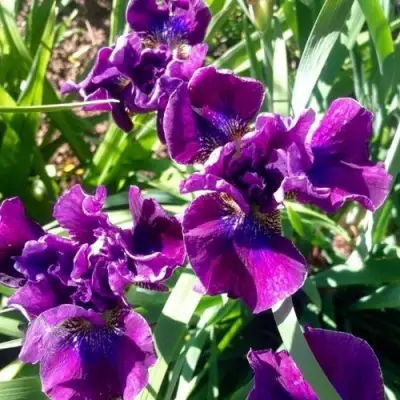 Ирис БАНДЛ ОВ ДЖОЙ сибирский в Слониме