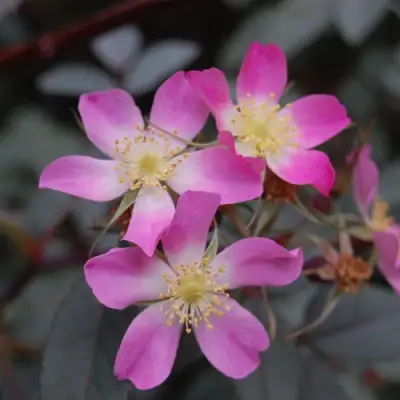 Роза сизая в Слониме