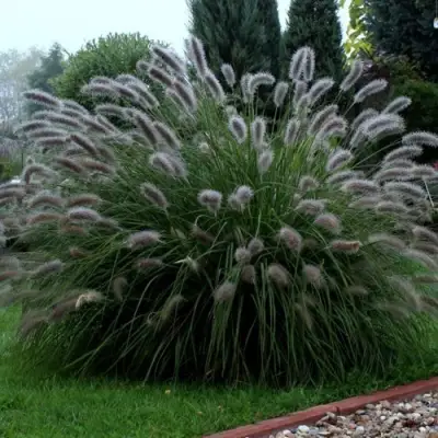 Пеннисетум ЛЕДИ Ю в Слониме