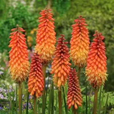 Книфофия АЛЬКАЗАР гибридная в Слониме