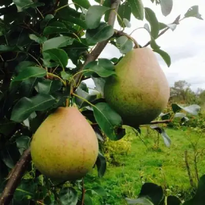 Груша ЛИРА в Слониме