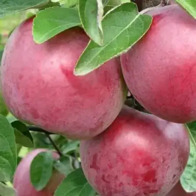 Яблоня АЛЕСЯ в Слониме