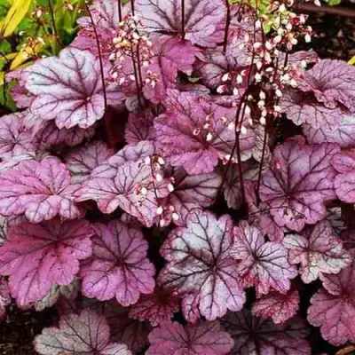 Гейхера ШУГА ФРОСТИНГ в Слониме