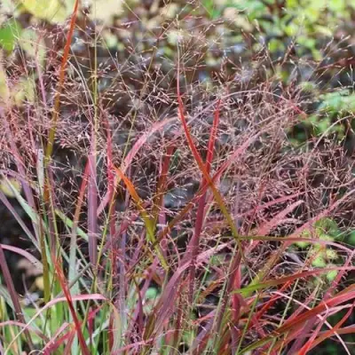 Просо РЕБРАУН прутьевидное в Слониме