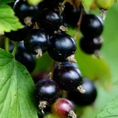 Смородина чёрная КАТЮША в Слониме