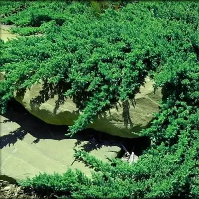 Можжевельник НАНА лежачий в Слониме