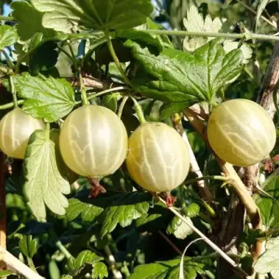 Крыжовник БЕЛОРУCСКИЙ САХАРНЫЙ 2 в Слониме