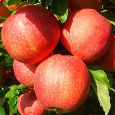 Яблоня ГАЛА ШНИГА в Слониме