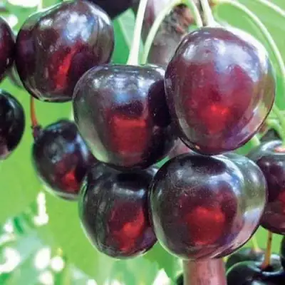 Черешня ЛЮБИМИЦА АСТАХОВА в Слониме