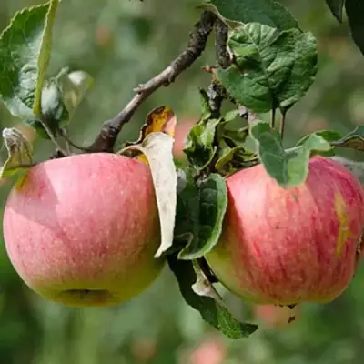 Яблоня МЕЛБА в Слониме