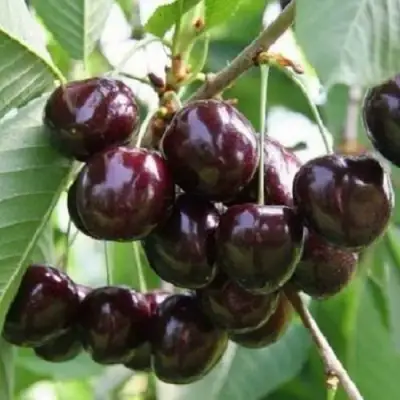 Черешня ЛЕНИНГРАДСКАЯ ЧЁРНАЯ в Слониме