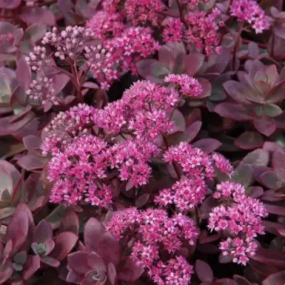 Очиток (седум) САНСПАРКЛЕР ФАЙЕРКРЕКЕР в Слониме