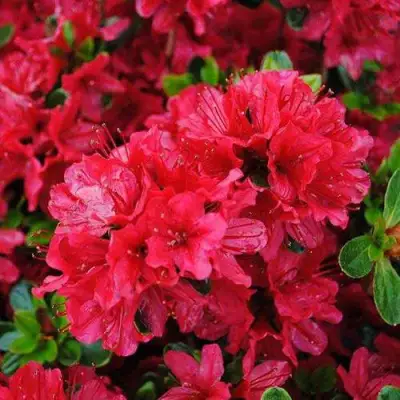 Азалия ХИНО КРИМСОН японская в Слониме