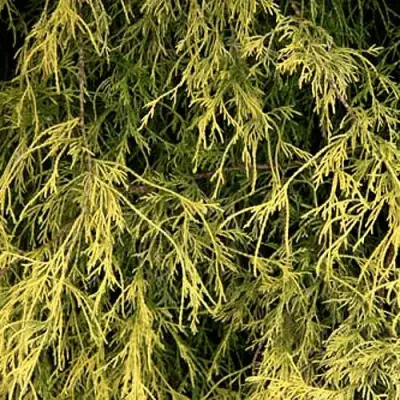 Кипарисовик ФИЛИФЕРА АУРЕА горохоплодный в Слониме