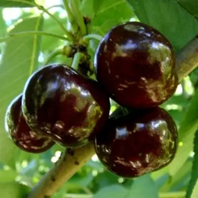 Черешня МУСКАТНАЯ в Слониме