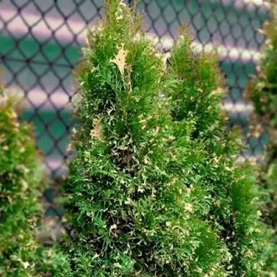Туя СМАРАГД ВАРИЕГАТА западная в Слониме