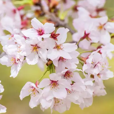 Сакура КОЙО НО МАЙ в Слониме