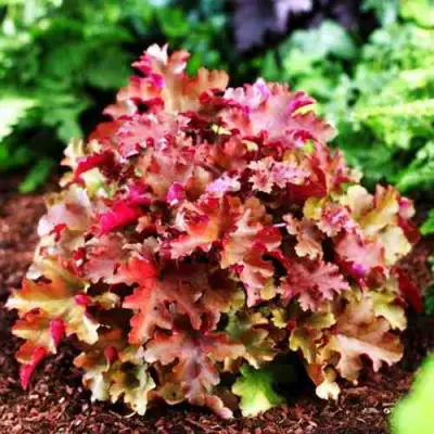 Гейхера МАРМЕЛАД в Слониме