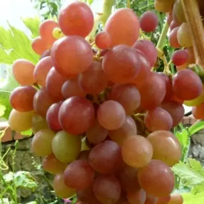 Виноград БЛЕСТЯЩИЙ в Слониме