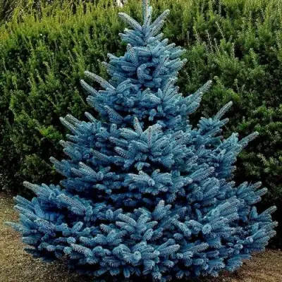 Ель МАДЖЕСТИК БЛЮ колючая в Слониме
