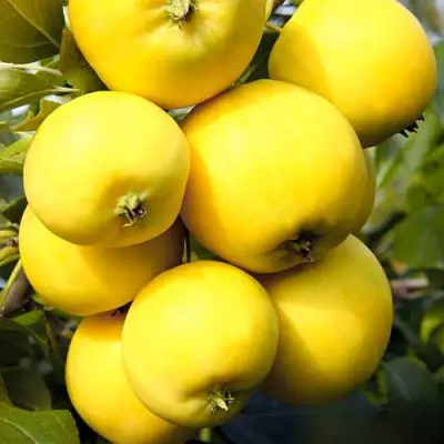 Яблоня УРАЛЬСКОЕ НАЛИВНОЕ в Слониме