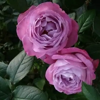 Роза АКВА чайно-гибридная в Слониме