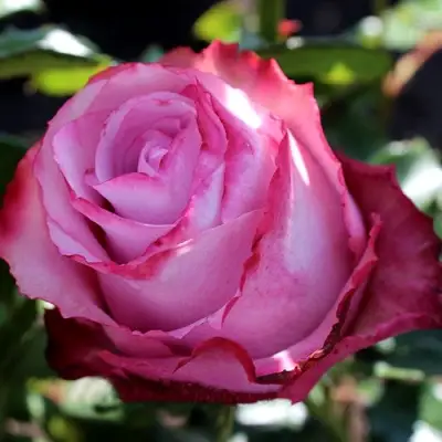 Роза ДИП ВОТЕР чайно-гибридная в Слониме