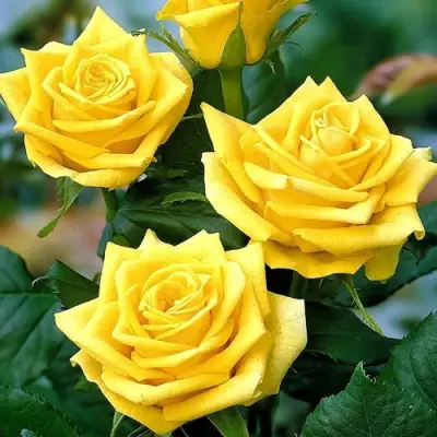 Роза ПАПИЛОН чайно-гибридная в Слониме