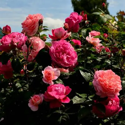 Роза ОЛЬГА шраб в Слониме