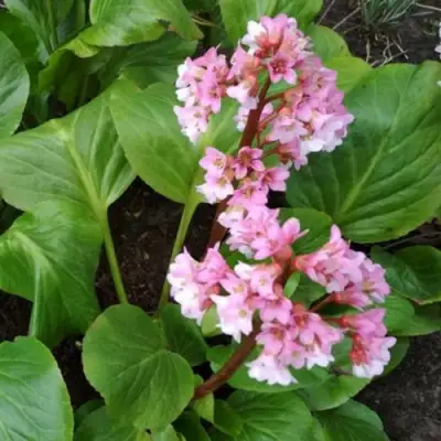 Бадан БЭБИ ДОЛЛ в Слониме