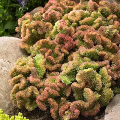 Очиток (седум) КРИСТАТУМ отогнутый в Слониме