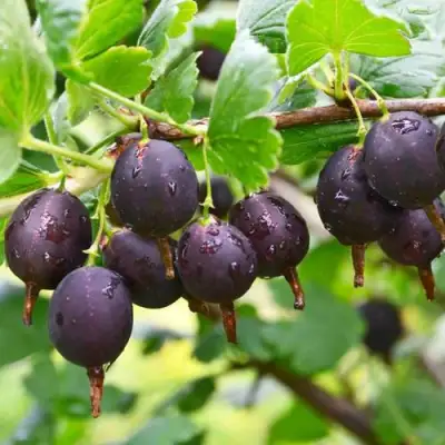 Крыжовник ЧЕЛЯБИНСКИЙ СЛАБОШИПОВАТЫЙ в Слониме