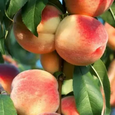 Персик ЛОЙКО 2 в Слониме