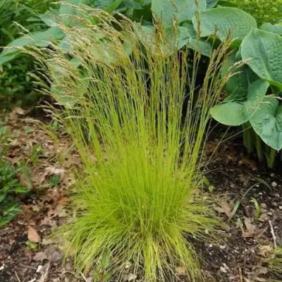 Щучка ТАТРА ГОЛД извилистая в Слониме